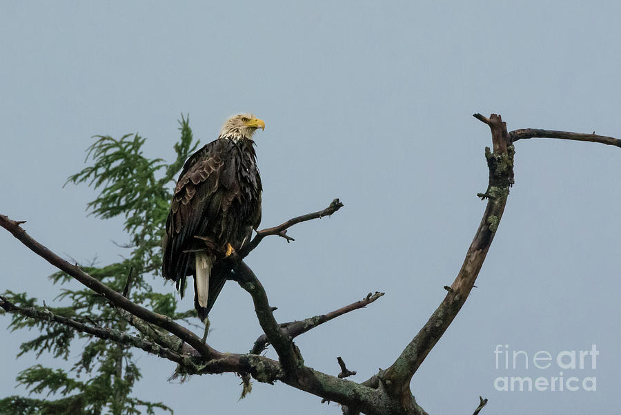 Bald Eagle and Branches Photograph by Nancy Gleason