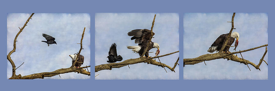 Bald Eagle And Crow Progression Pano Photograph