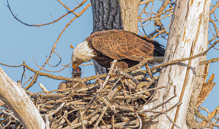 Bald Eagle And Eaglet #4 Photograph by Morris Finkelstein