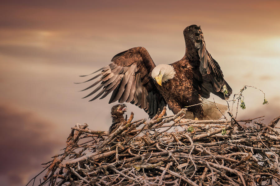 Bald Eagle and Eaglet in Nest Photograph by Patti Deters