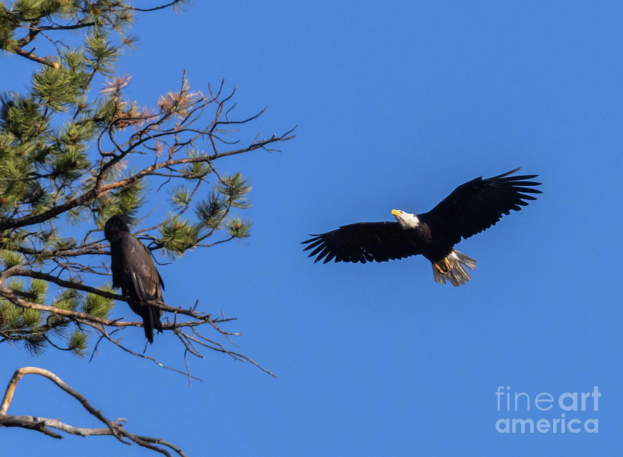 Bald Eagle and Eaglet Photograph by Steven Krull