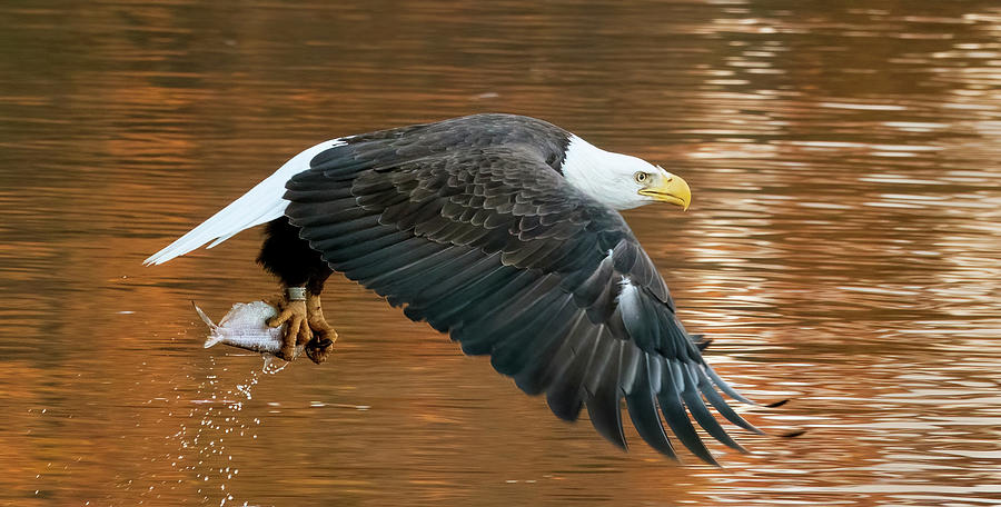 Bald Eagle And Fish Golden Hour Photograph