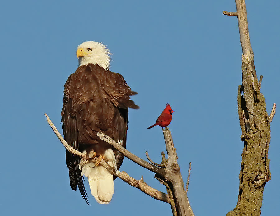 Bald Eagle and Friend, Indiana Photograph by Steve Gass