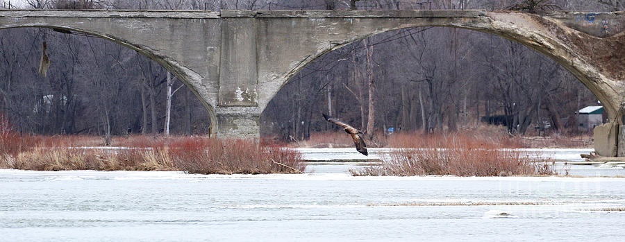 Bald Eagle and Interurban Bridge January 2022  3962 Photograph by Jack Schultz