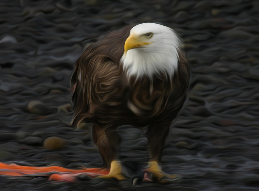 Bald Eagle and Salmon Scraps Digital Art by Ed Stokes