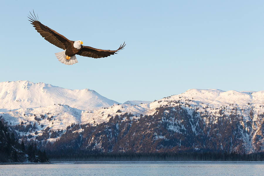 Bald Eagle and Snow Covered Mountains Photograph by KenCanning