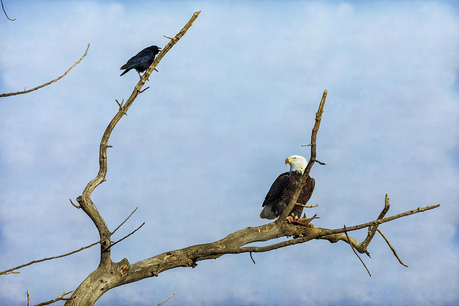 Bald Eagle and the Crow Photograph by James BO Insogna