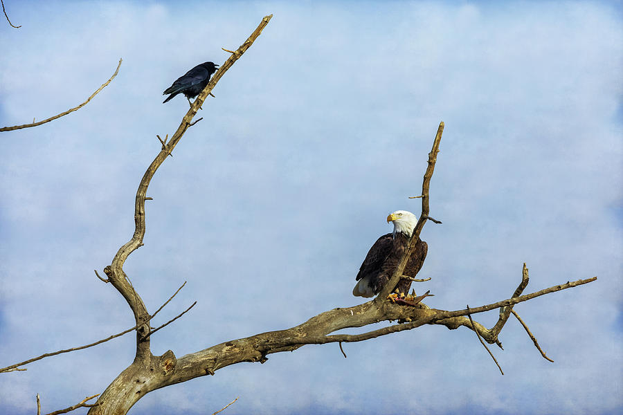 Bald Eagle and the Crow Photograph by James BO Insogna - Fine Art America