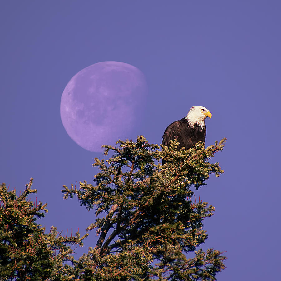 Nature Photograph - Bald Eagle and Waning Moon by Peggy Collins