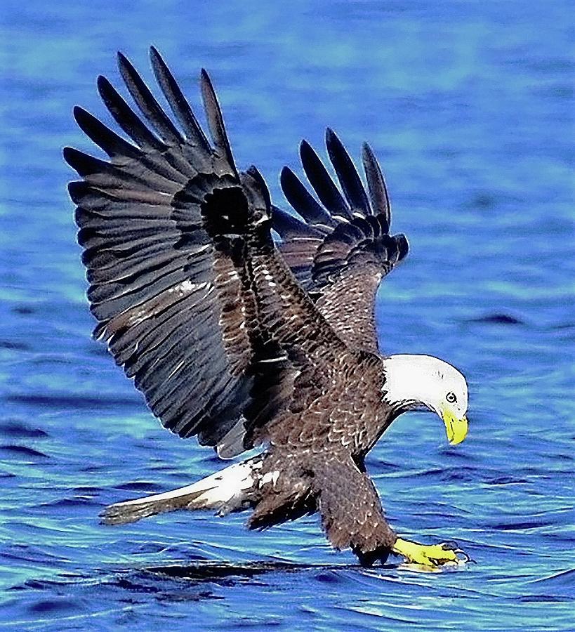 Bald eagle drops the landing gear to grab a fish and eat on the fly!  #baldeagle #baldeagles #baldeaglesofinstagram #baldeaglephotography…