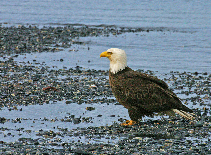 Bald Eagle ashore Photograph by Ed Stokes