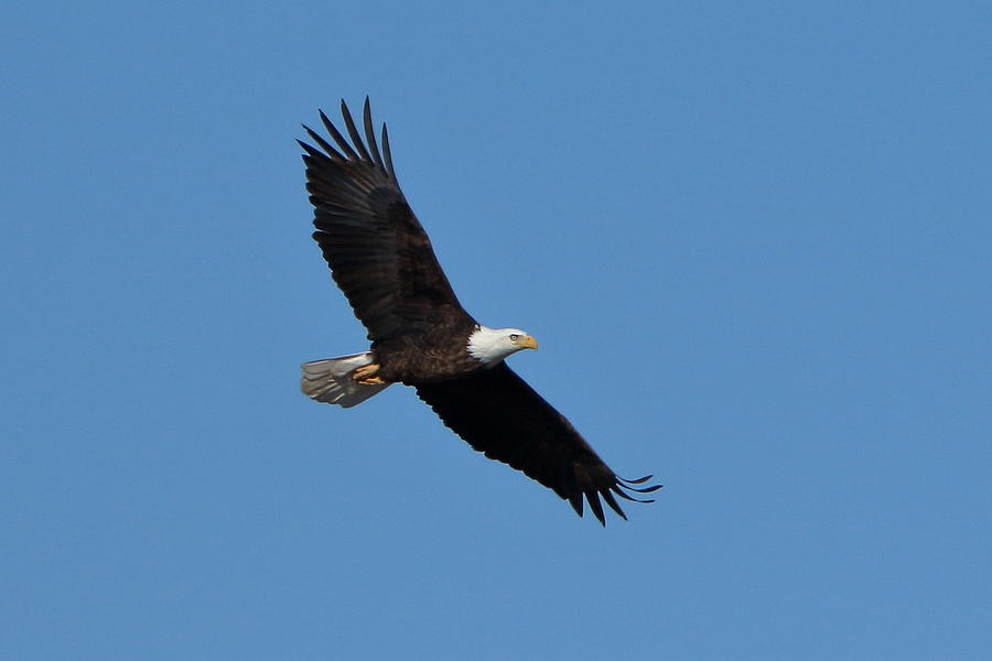 Bald Eagle at Bosque del Apache Photograph by Steve Wolfe