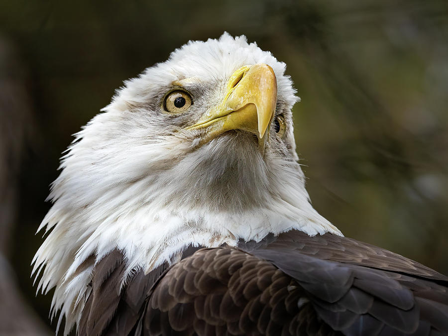 Bald Eagle at CNC Photograph by Morey Gers - Fine Art America