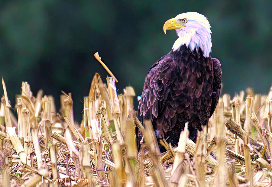 Bald Eagle at Harvest Time Photograph by Logan Pierson - Fine Art America