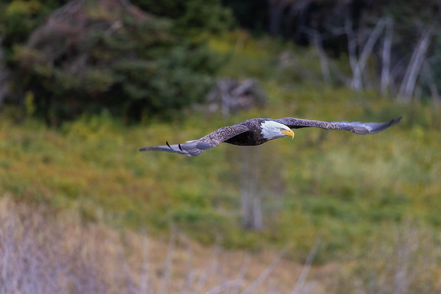 Bald Eagle at Overlook Along Moose Wilson Road Photograph by Belinda Greb