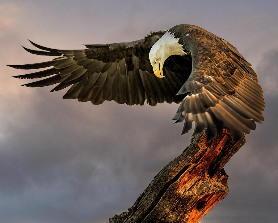 Bald Eagle at Sunrise Photograph by Dawn Key