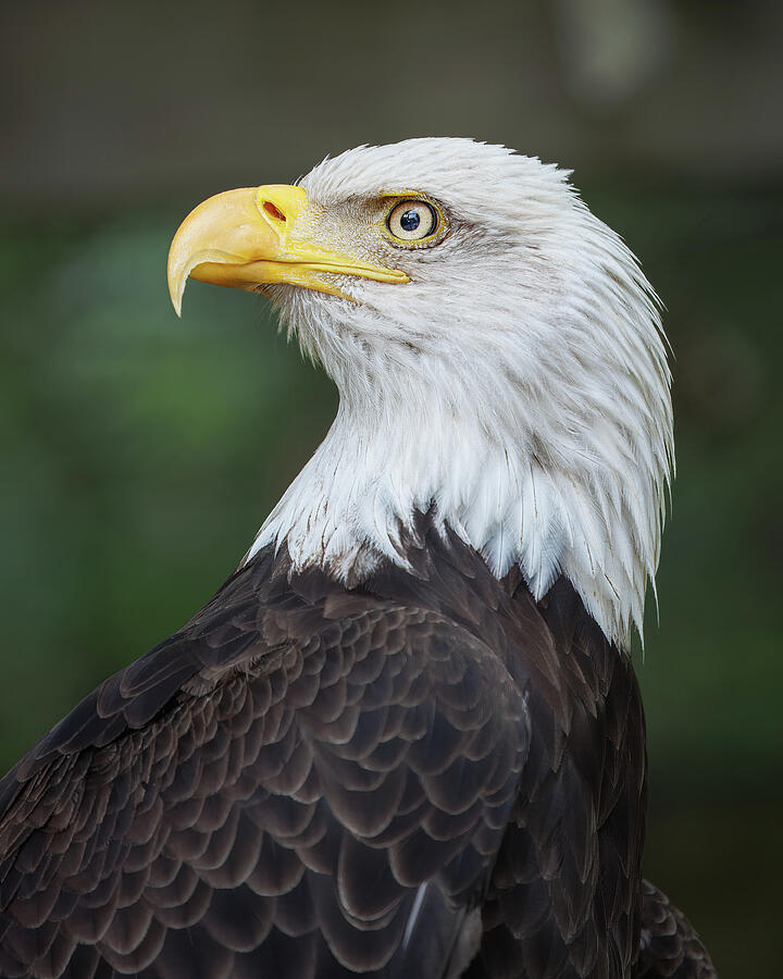 Feather Photograph - Bald eagle - Atlanta, Georgia by Jay Tilles
