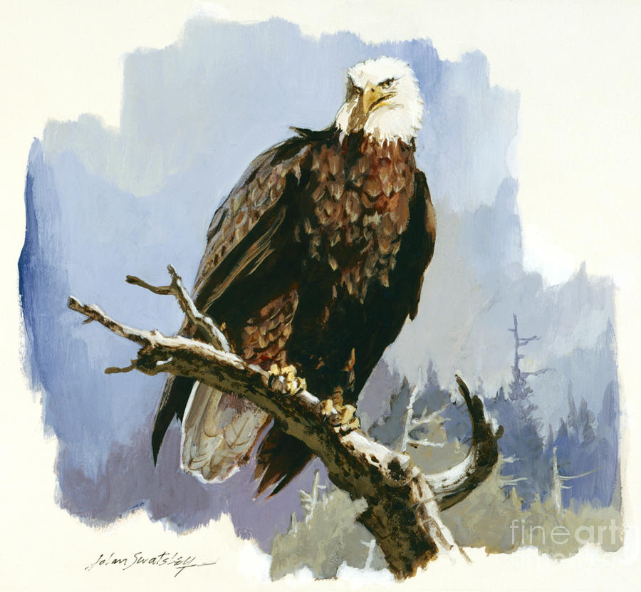 Bald Eagle Atop Tree Painting by John Swatsley