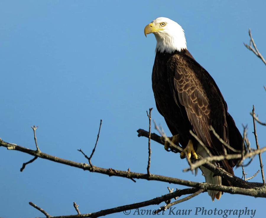 Bald Eagle Photograph by Avneet Kaur - Fine Art America