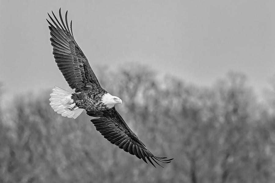 Bald Eagle Banking BW Photograph by Susan Candelario