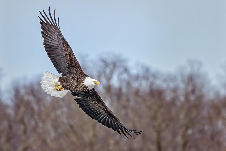 Bald Eagle Banking Photograph by Susan Candelario