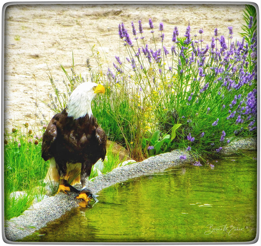 Bald Eagle Photograph by Barbara Zahno