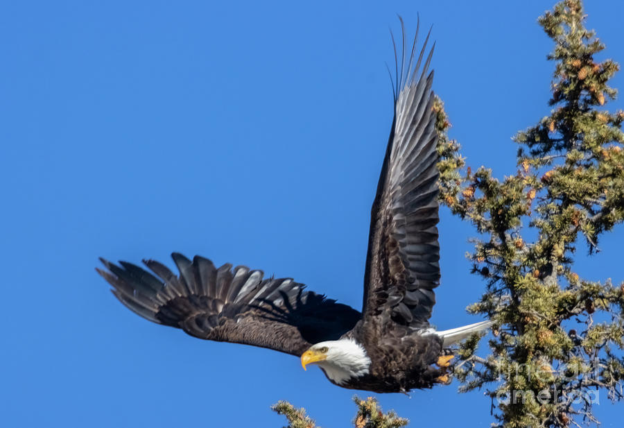 Bald Eagle Beautiful Flight Photograph