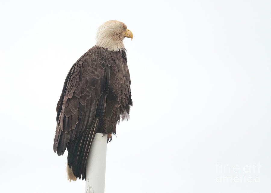 Eagle Photograph - Bald Eagle Beauty by Carol Groenen