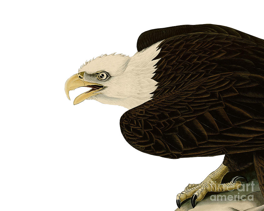 Eagle Drawing - Bald eagle bird of prey by Madame Memento