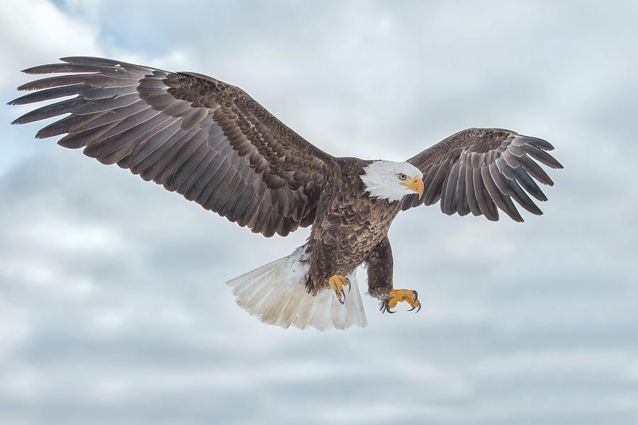 Bald Eagle Blue Sky Photograph by CR Courson