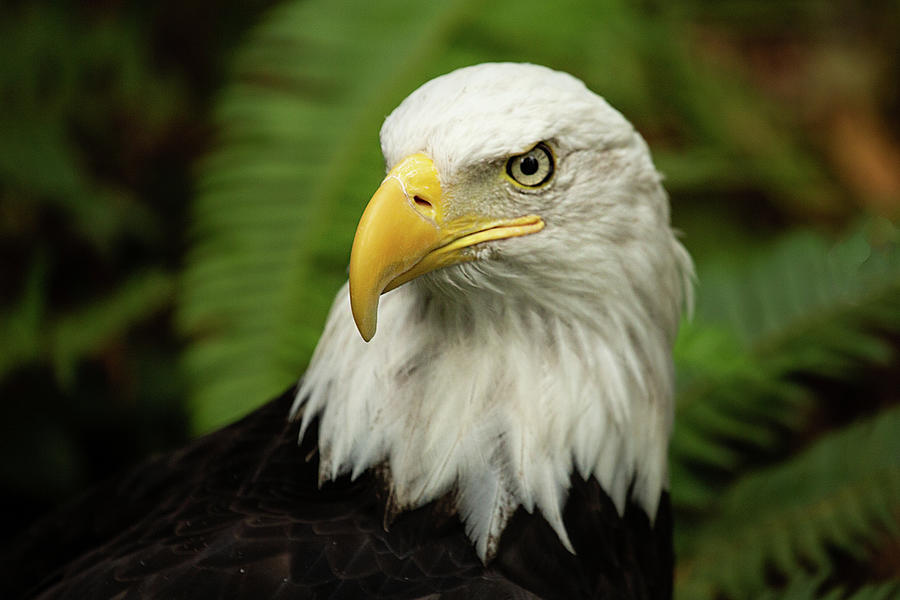 Bald Eagle Photograph by Bob Cournoyer