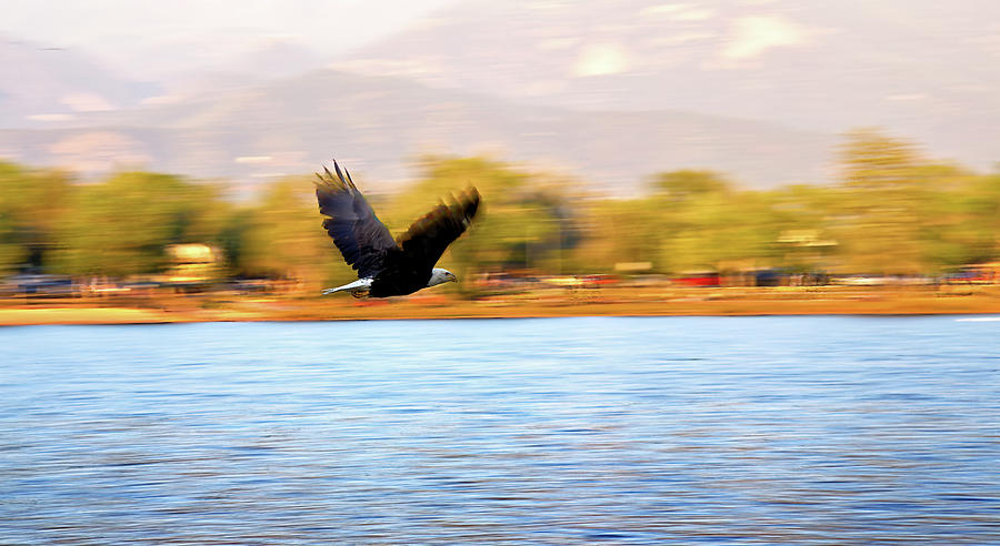 Bald Eagle  Photograph by Bob Falcone