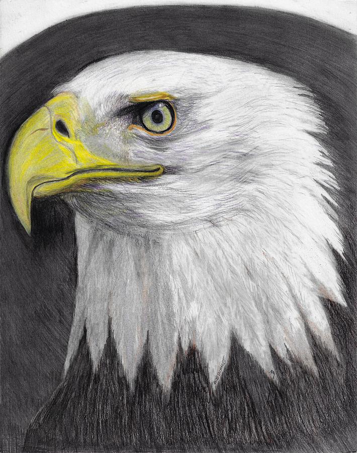 Bald Eagle Drawing by Bob Schmidt | Fine Art America