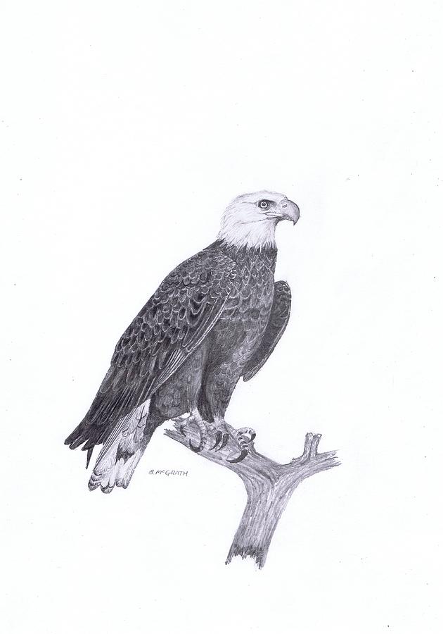 Bald eagle Drawing by Brett McGrath | Fine Art America