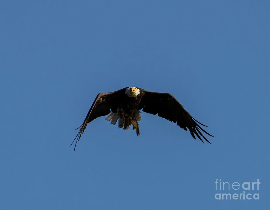 Bald Eagle Bringing Fish Photograph by Steven Krull