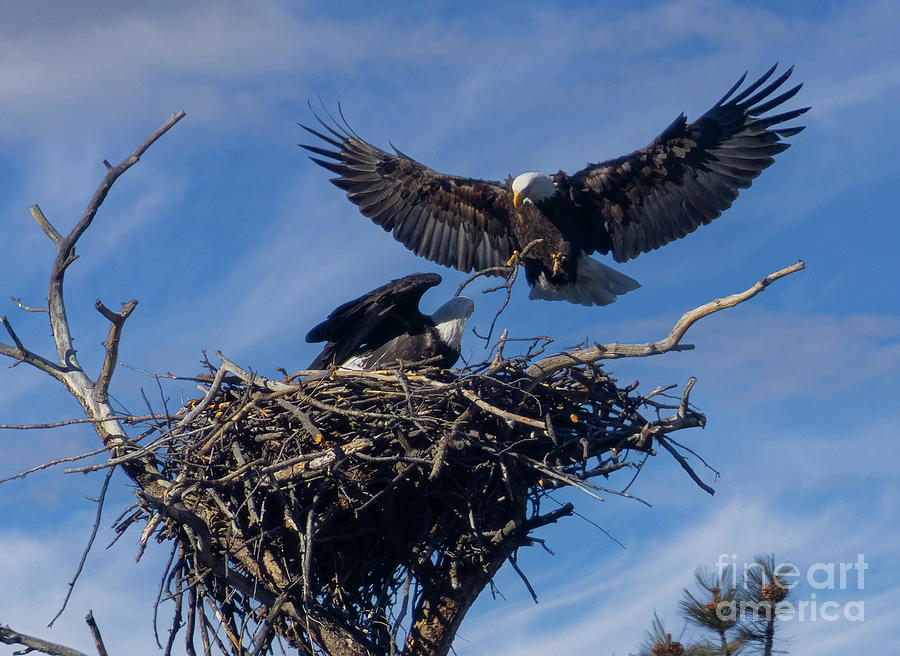 Bald Eagle Bringing Materials Photograph by Steven Krull