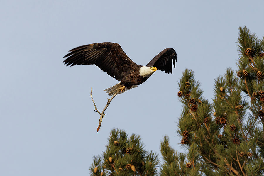 Bald Eagle Brings a Branch Photograph by Tony Hake - Fine Art America