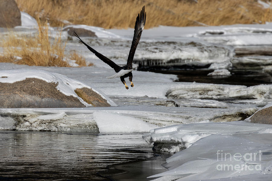 Bald Eagle Buzzing the South Platte Photograph by Steven Krull