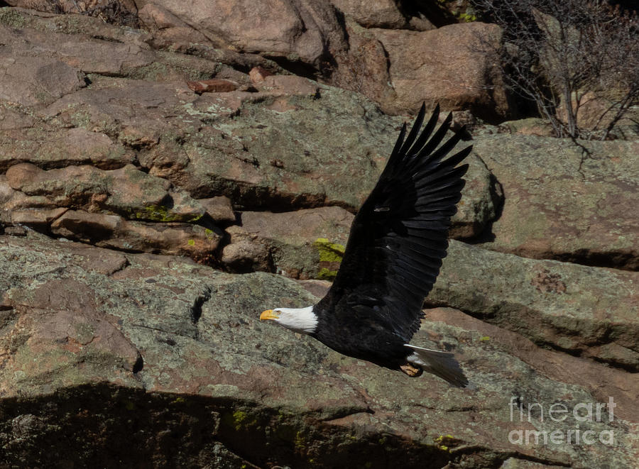 Bald Eagle By Cliffs Photograph