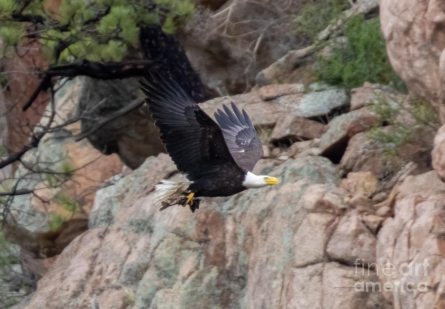 Bald Eagle by the Cliffs Photograph by Steven Krull