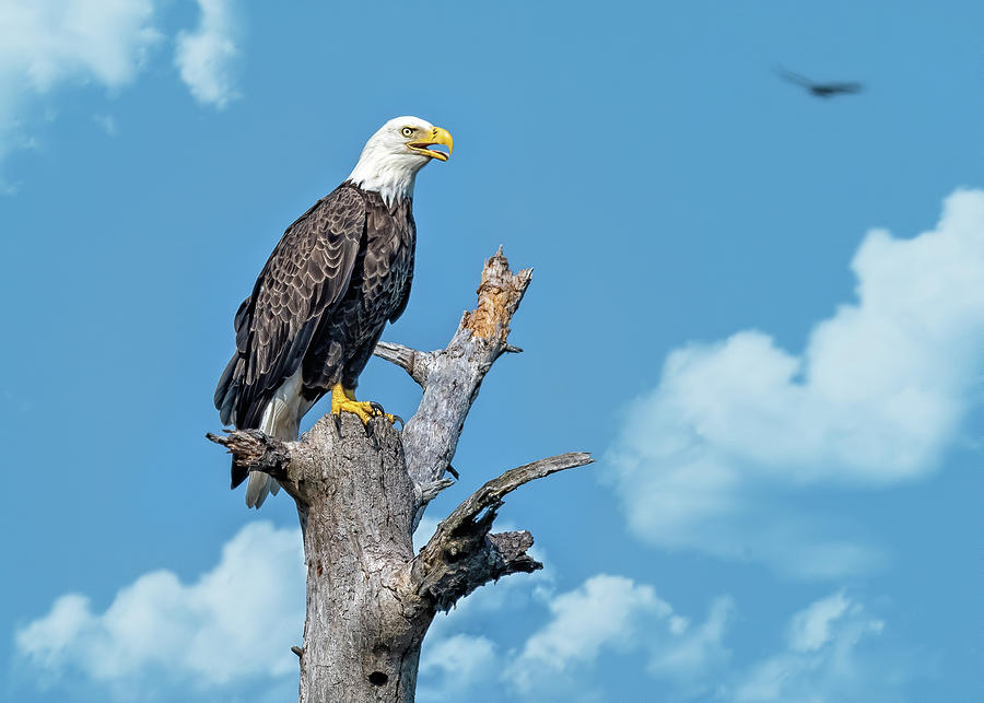 Bald Eagle Call Photograph by Fon Denton