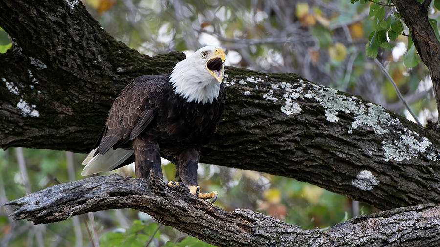 Bald Eagle Call Photograph by Jack Nevitt