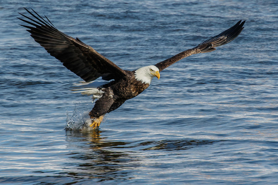 Bald Eagle Catching a Fish Photograph by Buddy Woods - Fine Art America