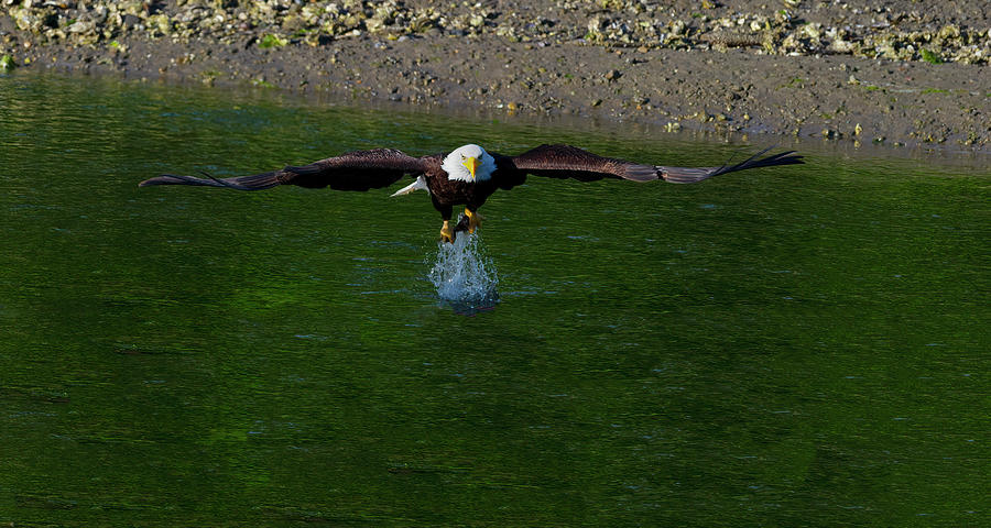 Bald Eagle Catching a fish Photograph by Gary Langley
