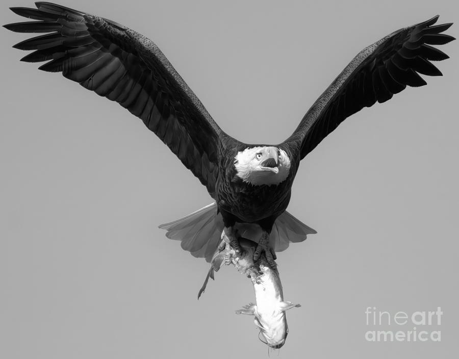 Bald Eagle Catfish Dinner Closeup Black And White Photograph by Adam Jewell