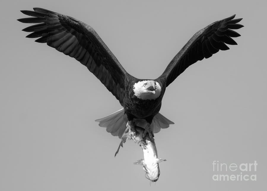 Bald Eagle Catfish Dinner Crop Black And White Photograph by Adam Jewell