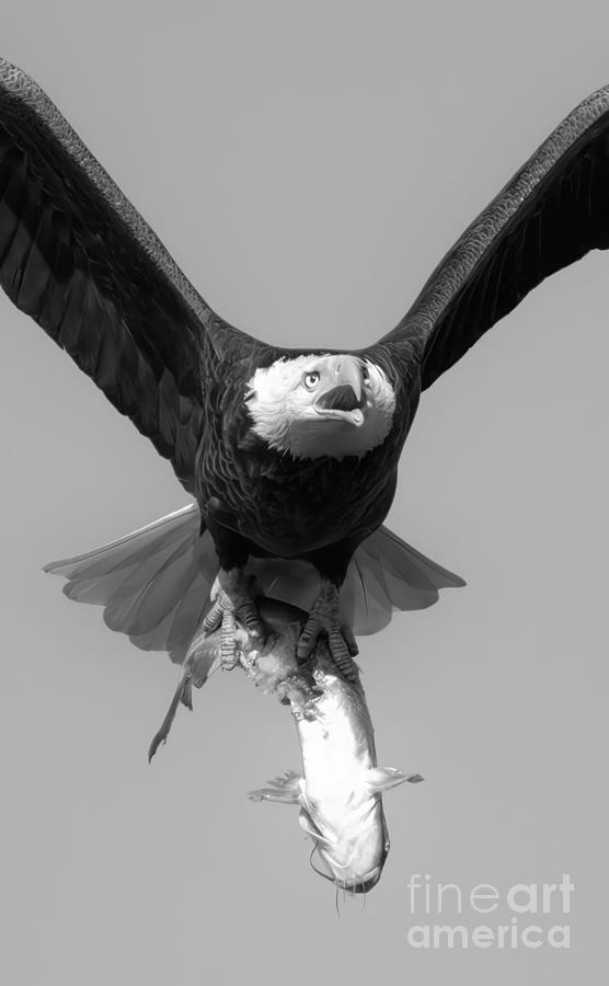 Bald Eagle Catfish Dinner Portrait Black And White Photograph by Adam Jewell