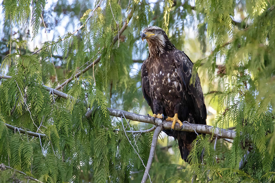 Bald Eagle Photograph by Celine Pollard