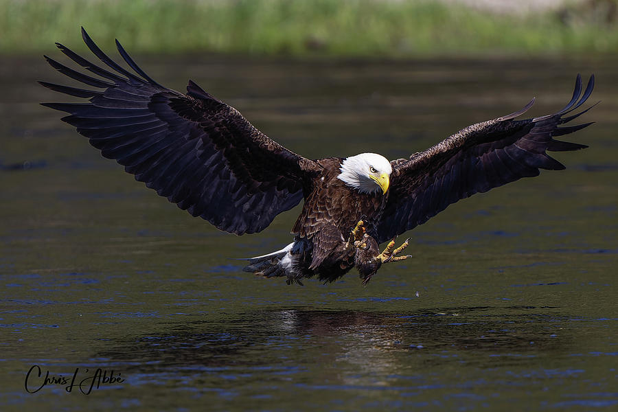 Bald Eagle Photograph by Chris Labbe Fine Art America