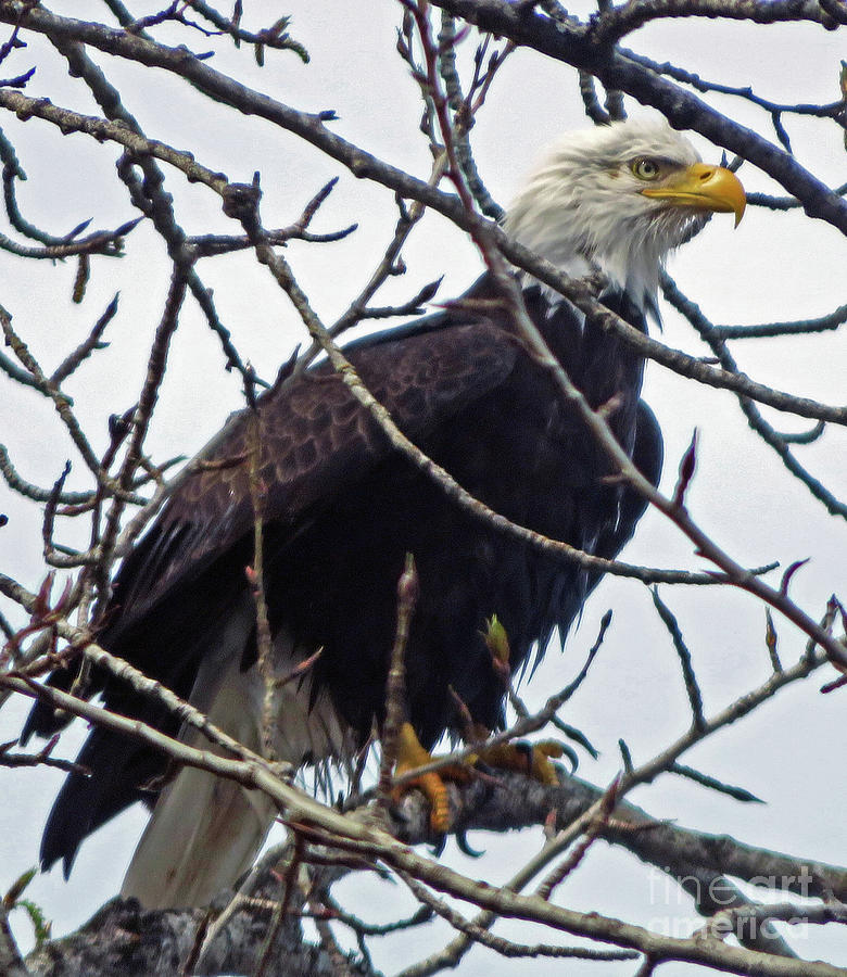 Bald Eagle Photograph by Cindy Murphy